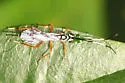 Agonocryptus discoidaloides - photo 2