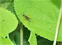 Agonocryptus discoidaloides - photo 4