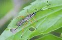 Agonocryptus discoidaloides - photo 5