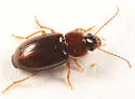 Agonoleptus conjunctus