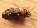Agonoleptus conjunctus - photo 2