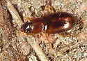 Agonoleptus conjunctus - photo 3