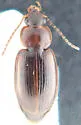 Agonoleptus conjunctus - photo 5