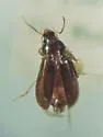 Agonoleptus convexulus