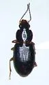 Agonoleptus rotundatus - Agonoleptus rotundatus