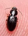 Agonoleptus rotundatus - photo 4