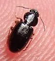 Agonoleptus rotundatus - photo 5