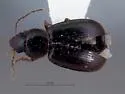 Agonoleptus rotundicollis