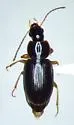 Agonoleptus rotundicollis - photo 2