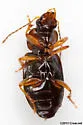 Agonoleptus rotundicollis - photo 3
