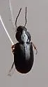 Agonoleptus rotundicollis - photo 4