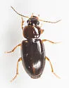 Agonoleptus rotundicollis - photo 5