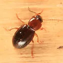 Agonoleptus thoracicus