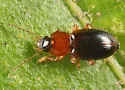 Agonoleptus thoracicus - photo 2