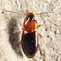 Agonoleptus thoracicus - photo 3