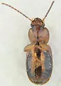 Agonoleptus thoracicus - photo 4