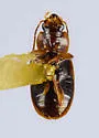 Agonoleptus thoracicus - photo 5