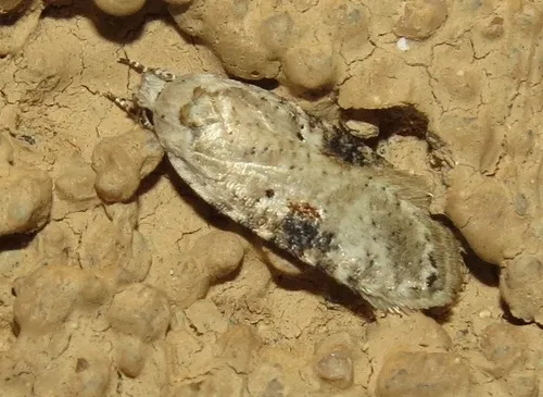 Poison hemlock moth - photo 6