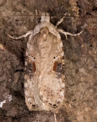 Poison hemlock moth