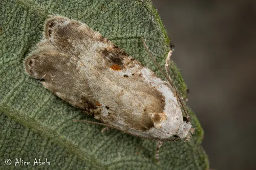 Poison hemlock moth - photo 2