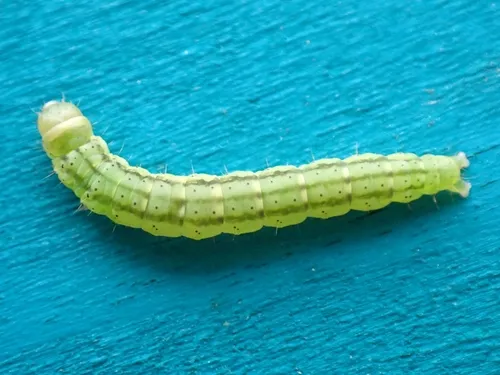 Poison hemlock moth - photo 3