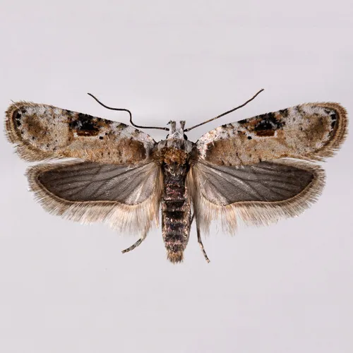 Poison hemlock moth - photo 4