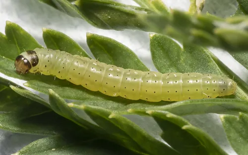 Poison hemlock moth - photo 5