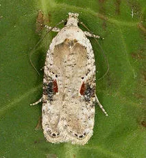 Agonopterix alstromeriana