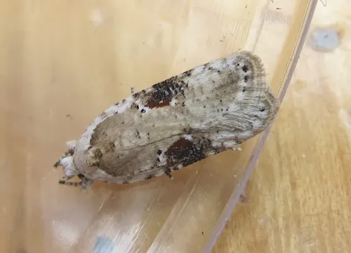 Agonopterix alstromeriana - photo 2