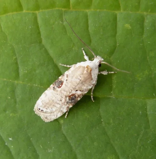Agonopterix alstromeriana - photo 3