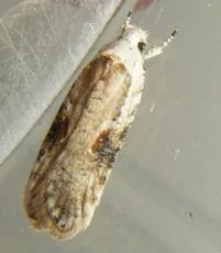 Agonopterix alstromeriana - photo 4