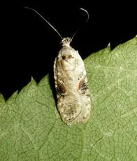 Agonopterix alstromeriana - photo 5