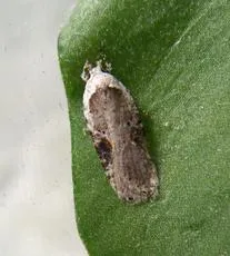 Agonopterix alstromeriana - photo 6