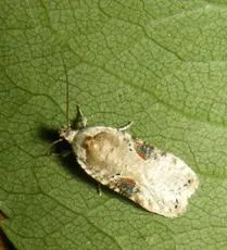 Agonopterix alstromeriana - photo 7