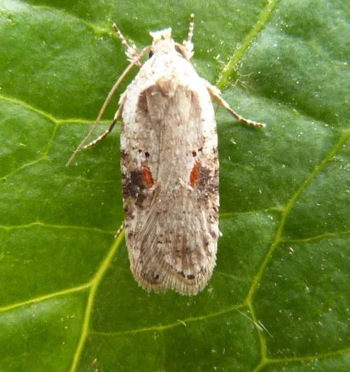 Agonopterix alstromeriana - photo 8