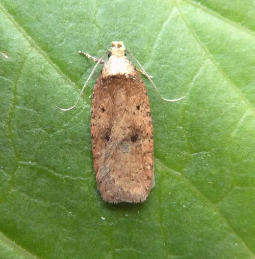 Agonopterix angelicella