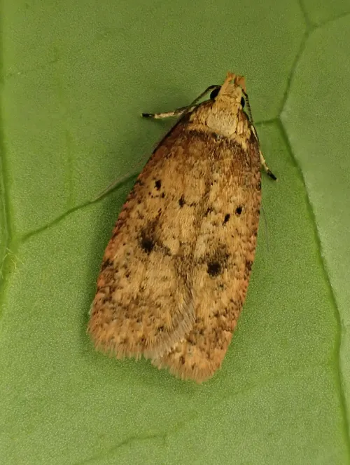 Agonopterix angelicella - photo 2