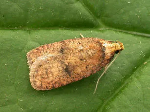 Agonopterix angelicella - photo 3