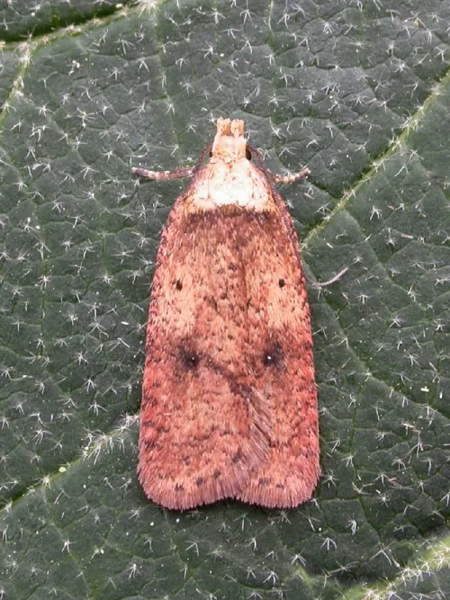 Agonopterix angelicella - photo 4