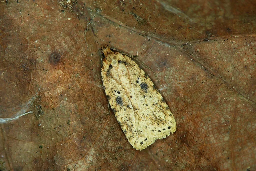 Agonopterix arenella - photo 2