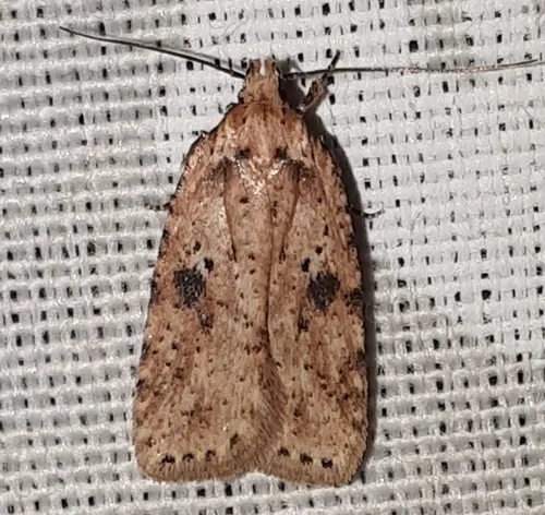 Agonopterix arenella - photo 4