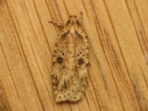 Agonopterix arenella - photo 8
