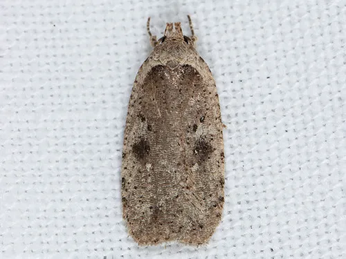Agonopterix argillacea - Hodges#0889