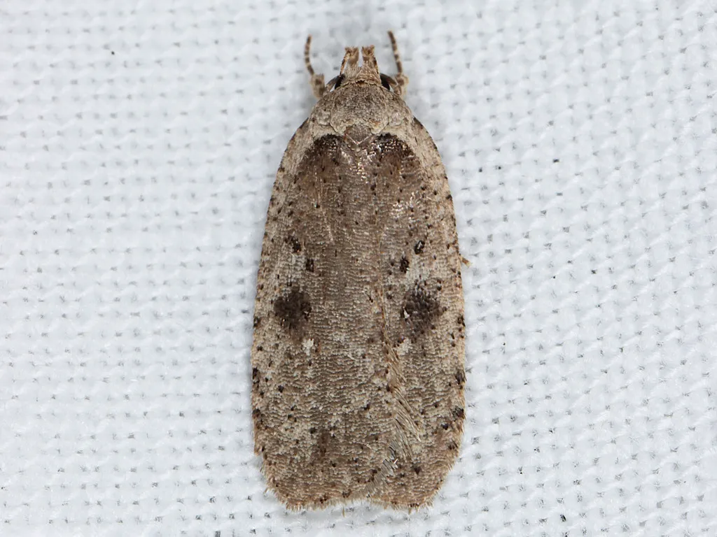 Agonopterix argillacea - Hodges#0889 - photo 2