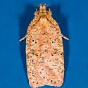 Agonopterix arnicella - Hodges#0879