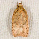 Agonopterix arnicella - Hodges#0879 - photo 2