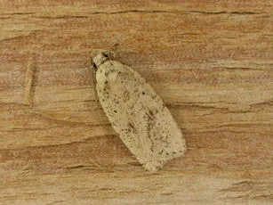 Agonopterix assimilella