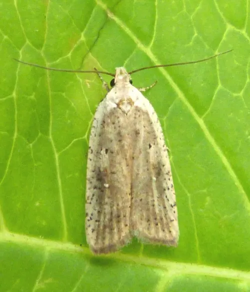Agonopterix assimilella - photo 2