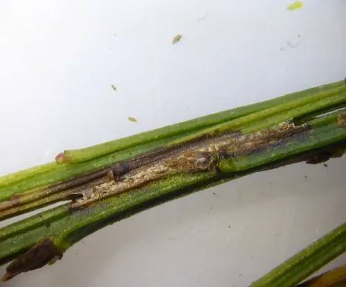 Agonopterix assimilella - photo 4
