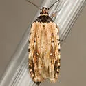 Agonopterix atrodorsella - Hodges#0864